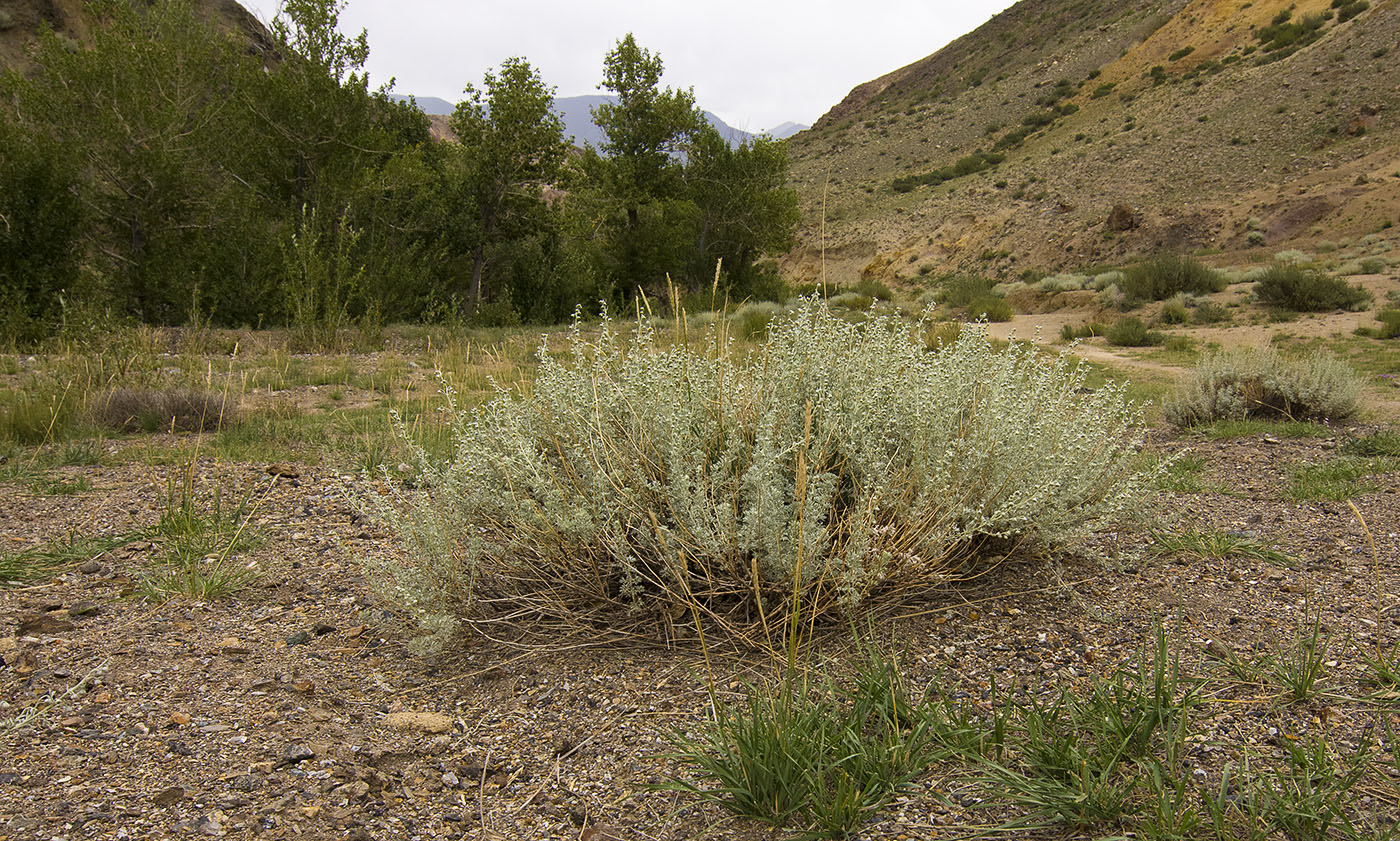 Image of Artemisia rutifolia specimen.