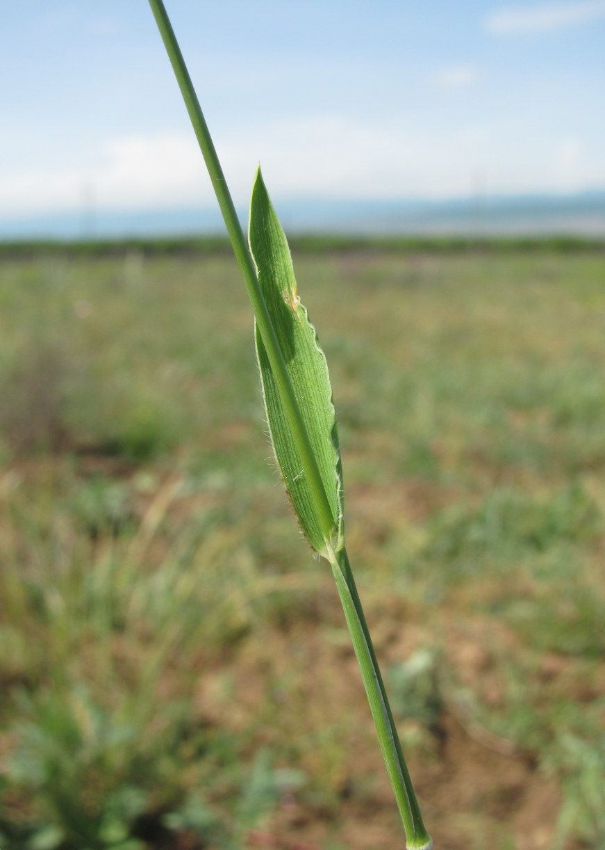 Image of Trachynia distachya specimen.