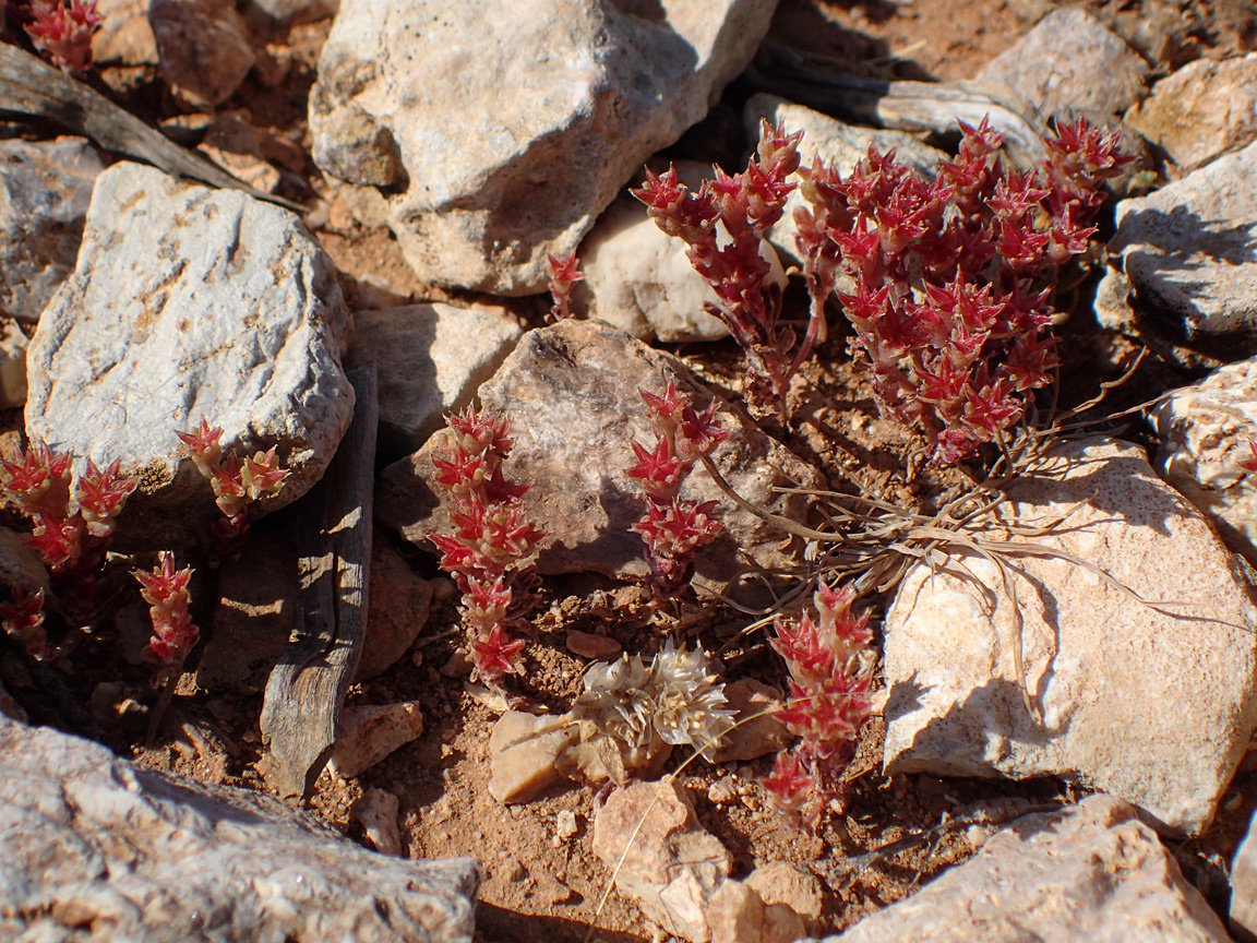 Изображение особи Sedum litoreum.