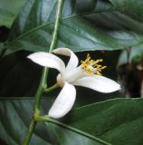 Citrus limon