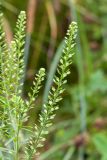 Lepidium densiflorum