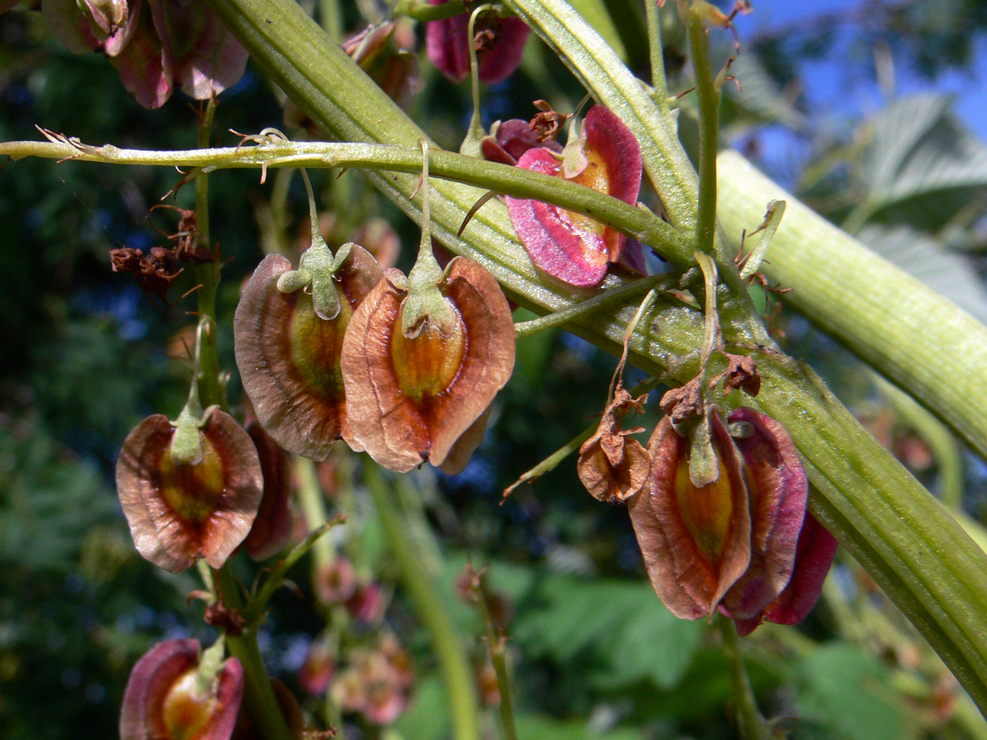 Изображение особи Rheum rhabarbarum.