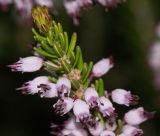 Erica multiflora