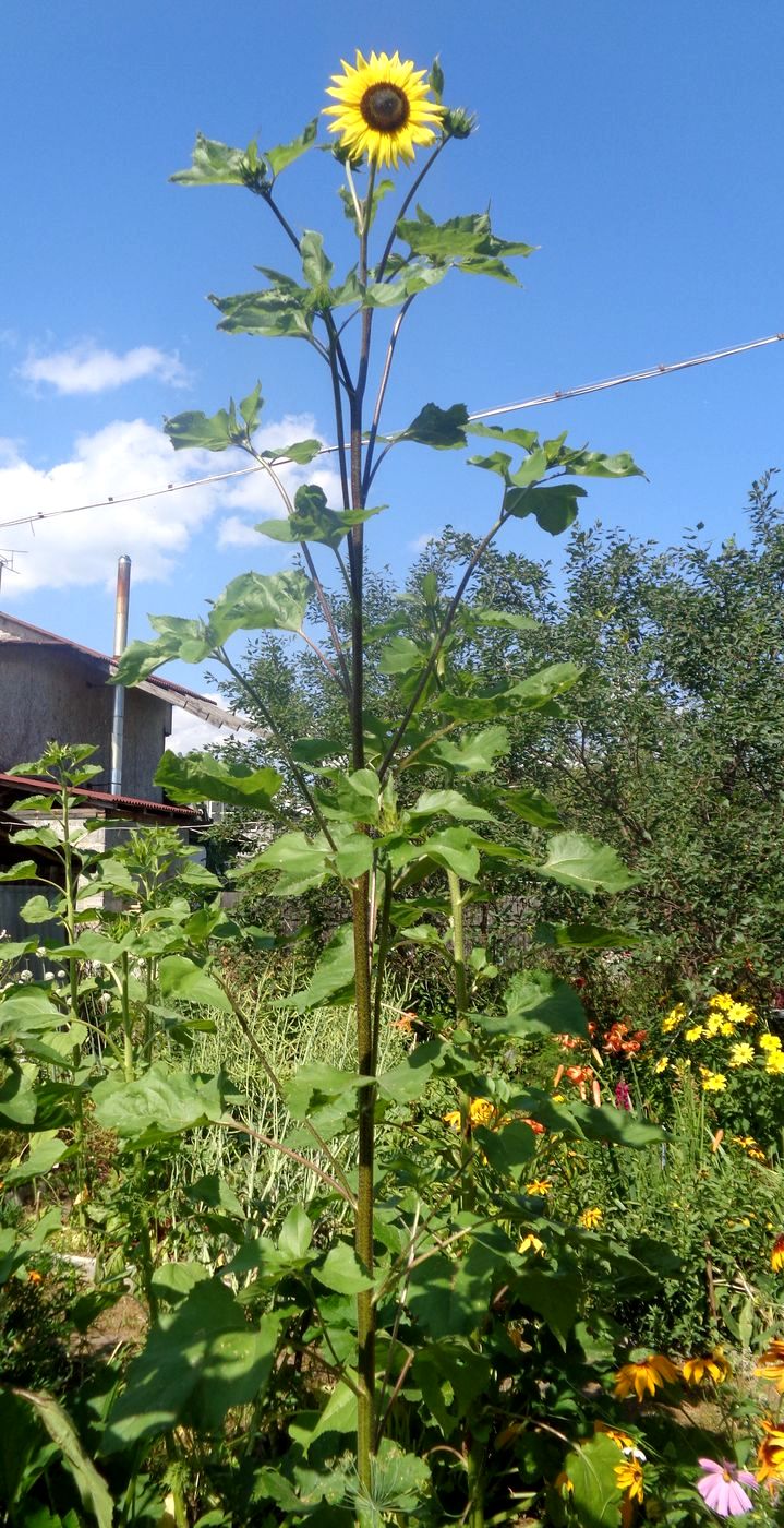 Изображение особи Helianthus annuus.