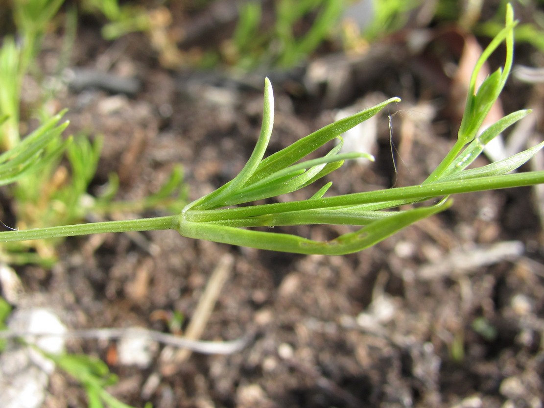 Image of Stellaria longifolia specimen.