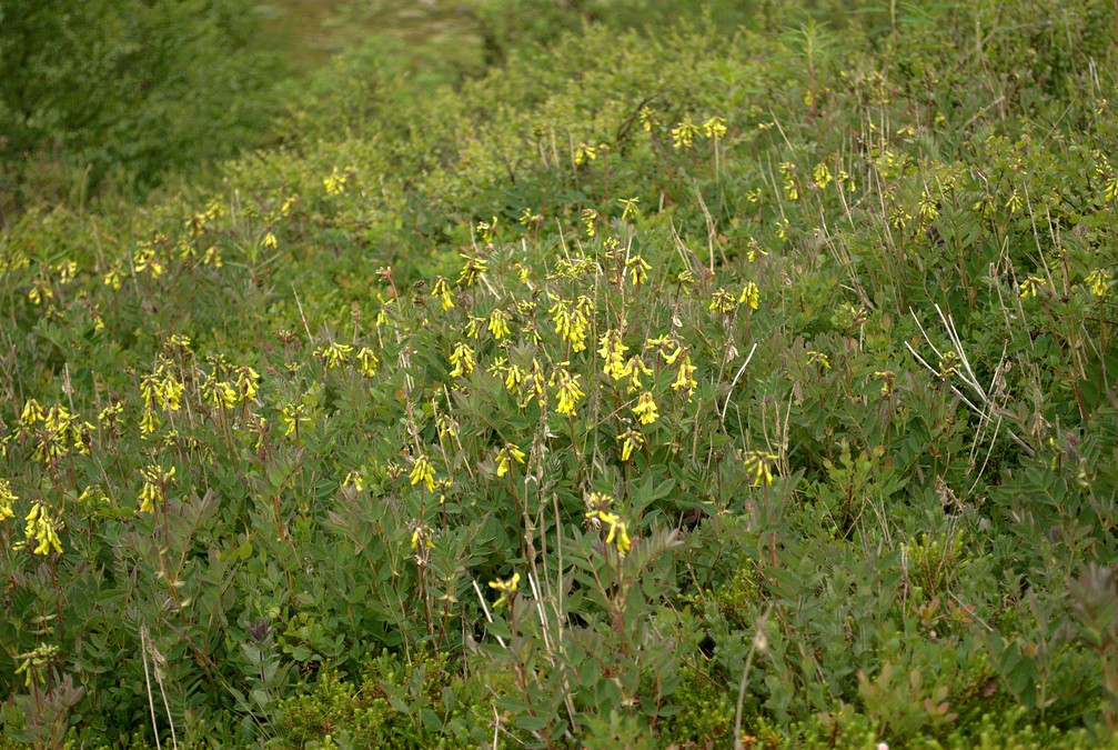 Image of Astragalus frigidus specimen.