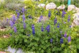 Lupinus pilosus