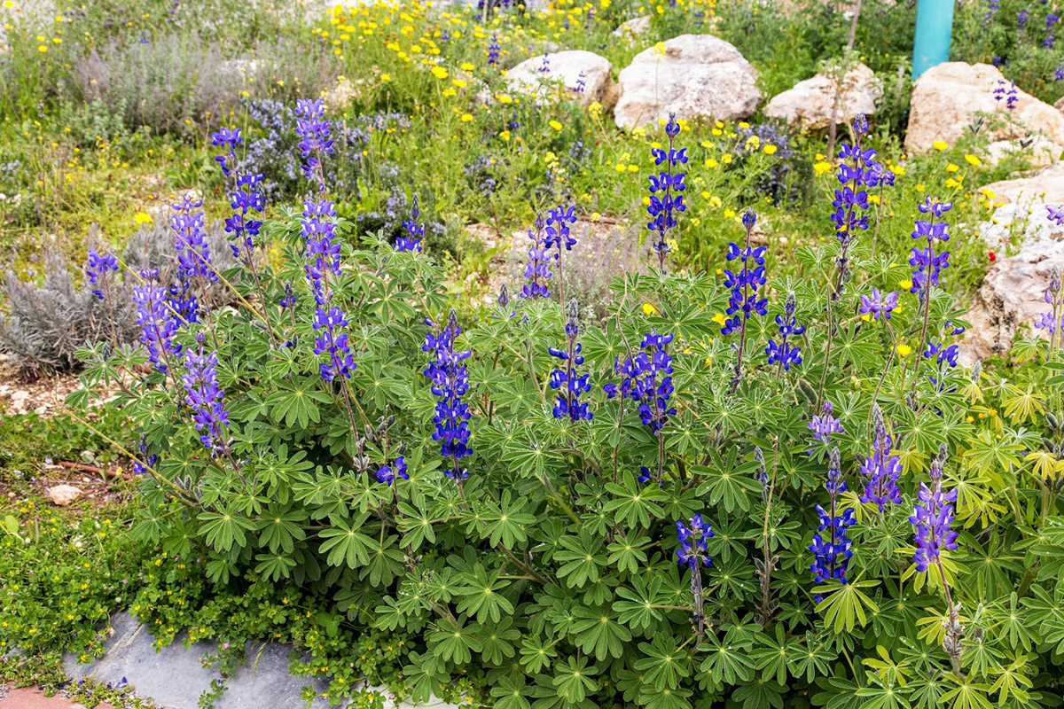 Изображение особи Lupinus pilosus.