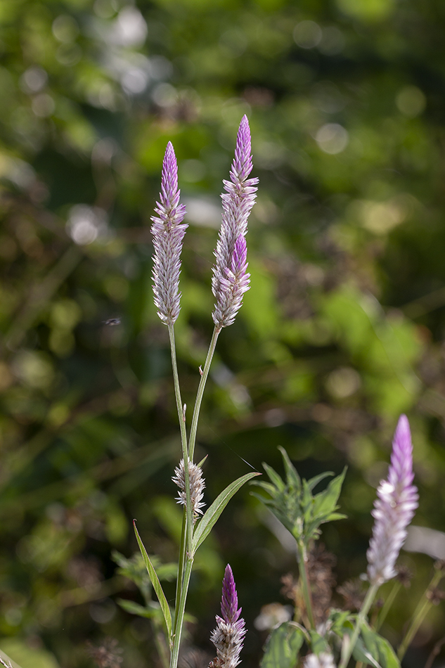 Изображение особи Celosia spicata.