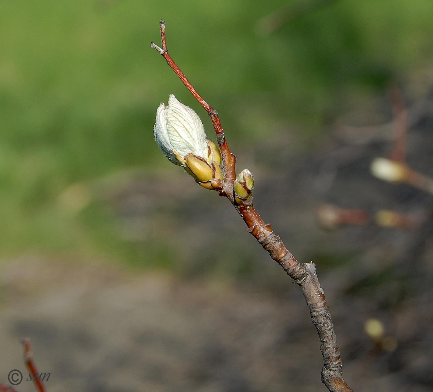 Изображение особи Sorbus intermedia.