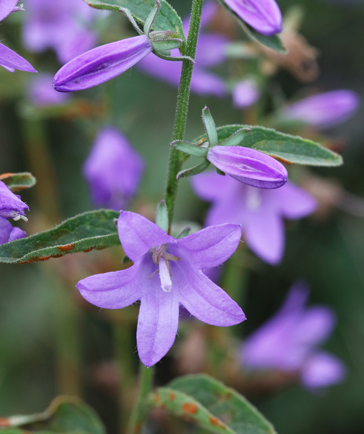 Изображение особи род Campanula.