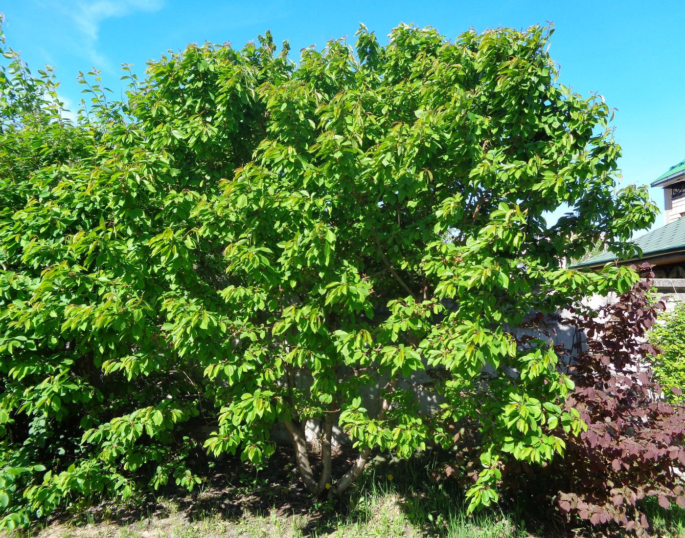 Image of Cerasus avium specimen.