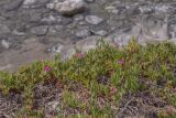 Carpobrotus acinaciformis