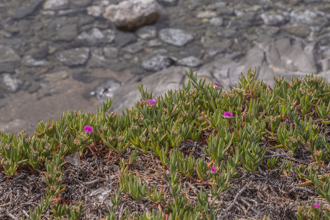 Изображение особи Carpobrotus acinaciformis.