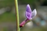 Oxytropis capusii