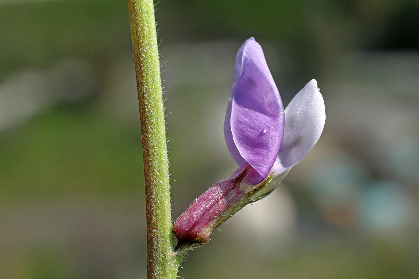 Изображение особи Oxytropis capusii.