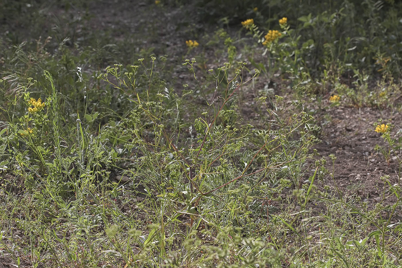 Image of Valerianella dentata specimen.
