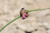 Allium oleraceum. Соцветие с луковичками. Ленинградская обл., Кирхгофские высоты, сухой луг на известняке. 03.07.2010.