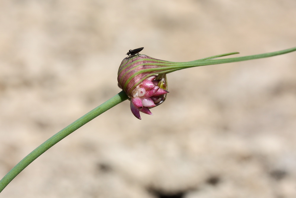 Изображение особи Allium oleraceum.