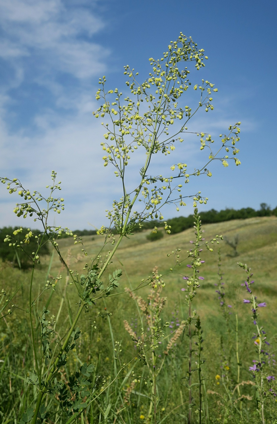 Image of Thalictrum minus specimen.