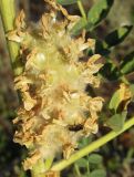 Astragalus vulpinus
