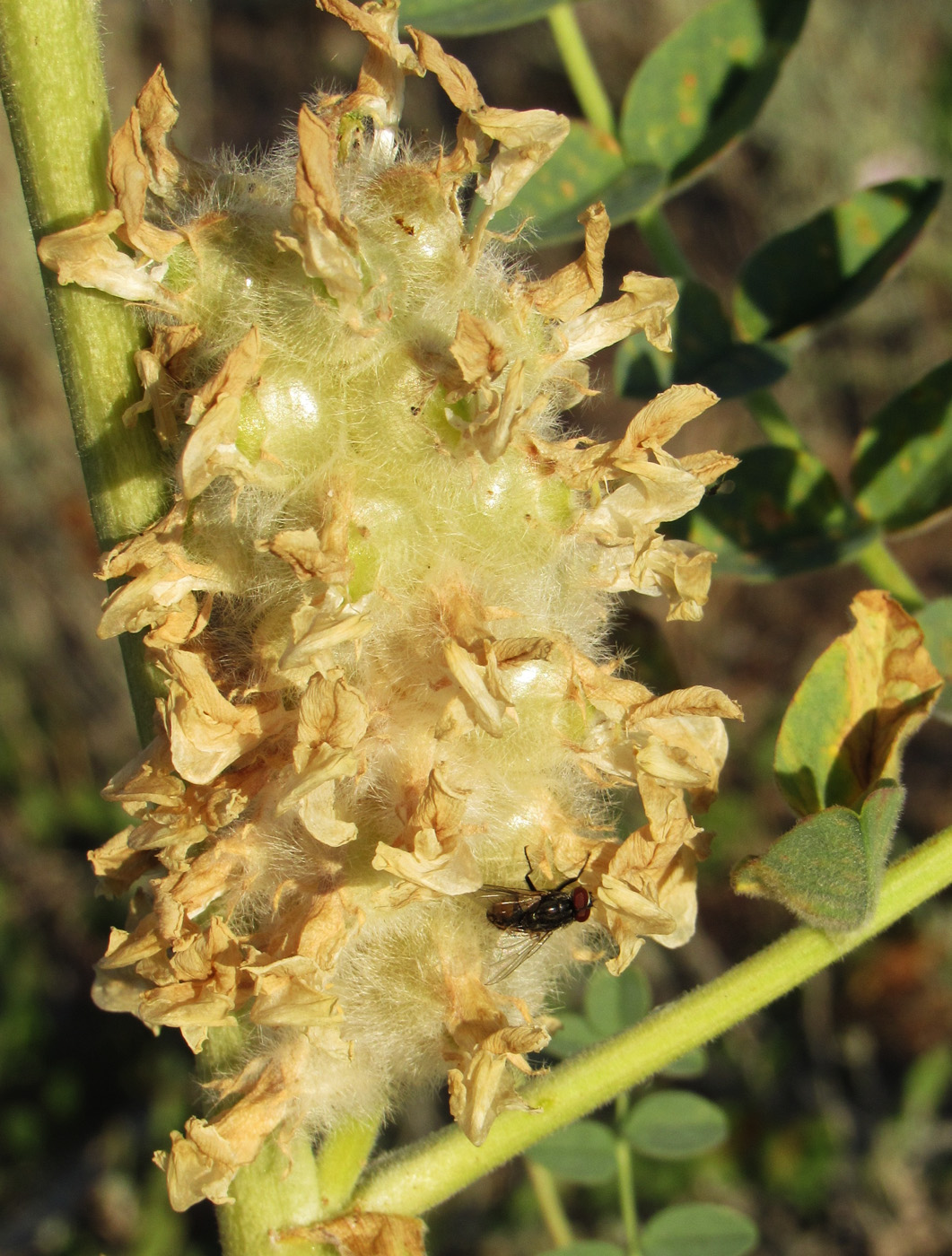 Изображение особи Astragalus vulpinus.