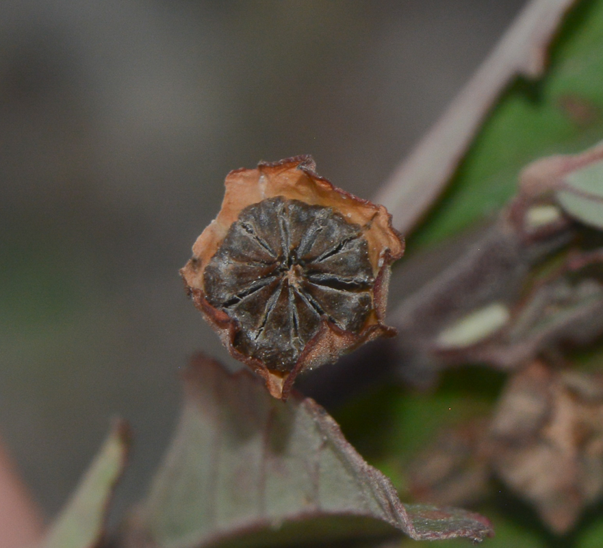 Изображение особи Sida rhombifolia.