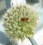 Allium fistulosum. Отцветающее соцветие с пчелой Megachile sp. Казахстан, Восточно-Казахстанская обл., Уланский р-н, с. Украинка, дачный участок, в культуре. 16.06.2008.