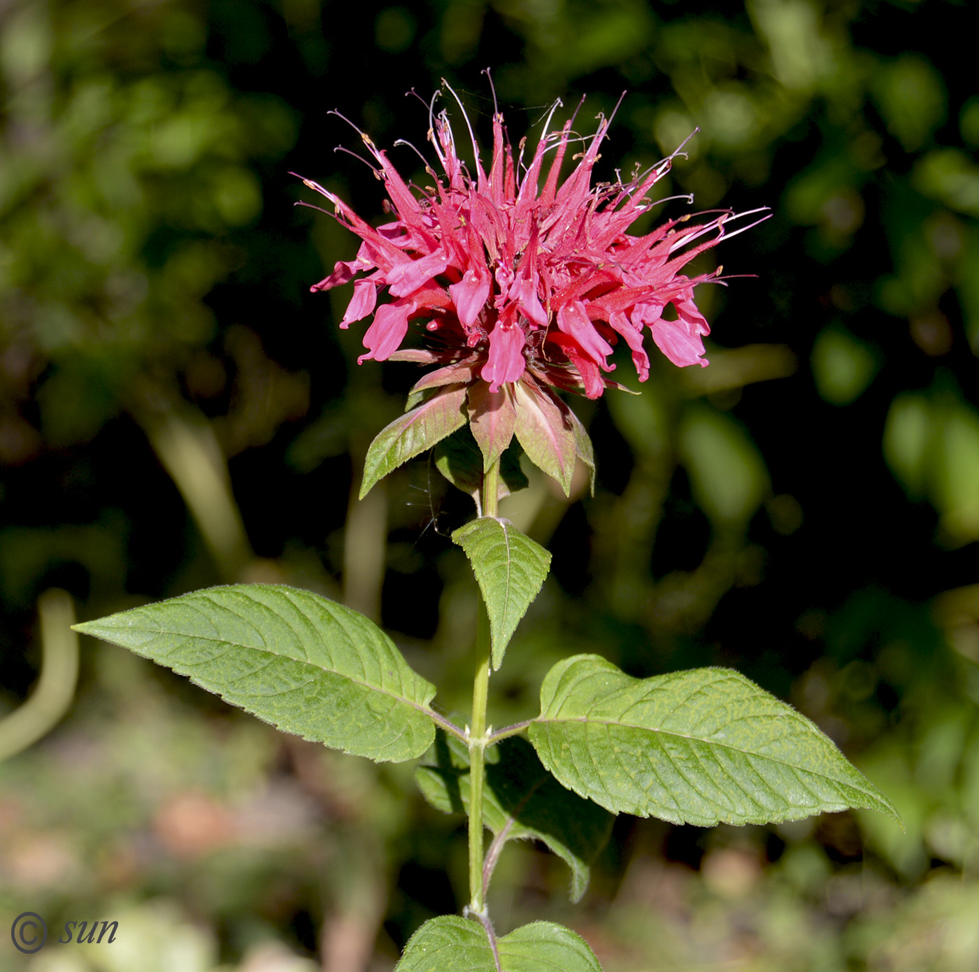 Изображение особи Monarda didyma.