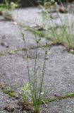 Juncus tenuis