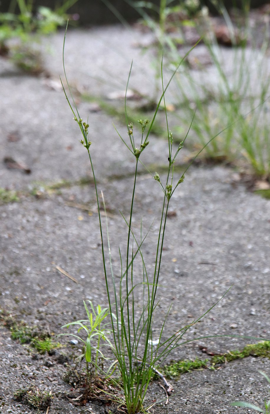 Изображение особи Juncus tenuis.