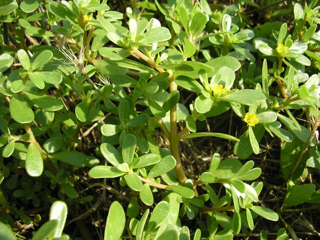 Image of Portulaca oleracea specimen.