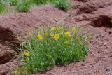 Glaucium fimbrilligerum