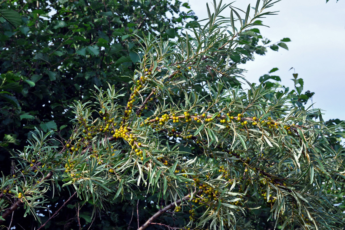 Image of Hippophae rhamnoides specimen.