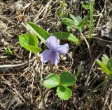 Viola epipsiloides. Цветущее растение. Берингово море, Карагинский зал., о. Верхотурова, тундра. 17.06.2019.