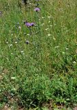 Centaurea scabiosa. Цветущее растение. Сербия, национальный парк Тара, плоскогорье Равна Тара, луг. 08.07.2019.
