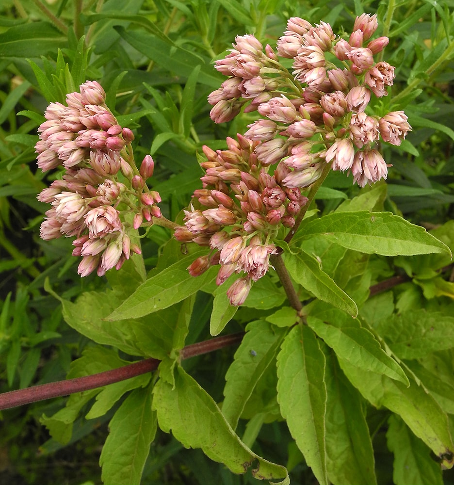 Image of Eupatorium cannabinum specimen.