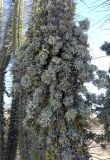 Eulychnia acida