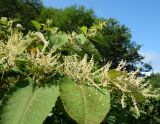 Reynoutria sachalinensis. Побег с соцветиями. Сахалинская обл., Холмский р-н, перегон 77 км - Чёртов мост, около ж.-д. насыпи. 13.08.2019.