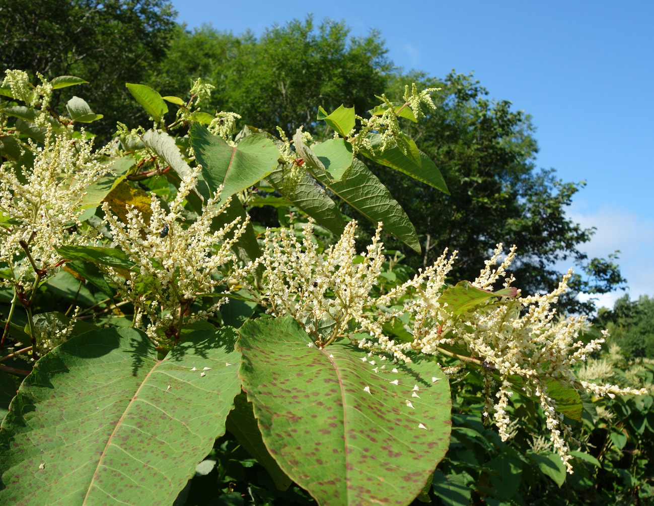 Изображение особи Reynoutria sachalinensis.