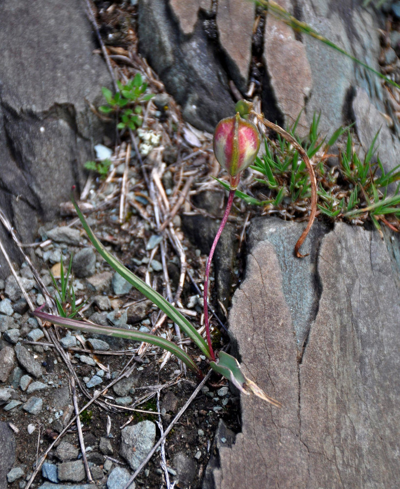Изображение особи Tulipa uniflora.