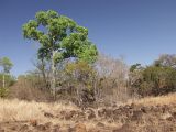 Brachychiton australis. Взрослое дерево на вулканической базальтовой почве. Австралия, северо-восточный Квинсленд, Национальный парк \"Undara Volcanic\". Конец сухого сезона (сезон gurreng). 07.10.2009.