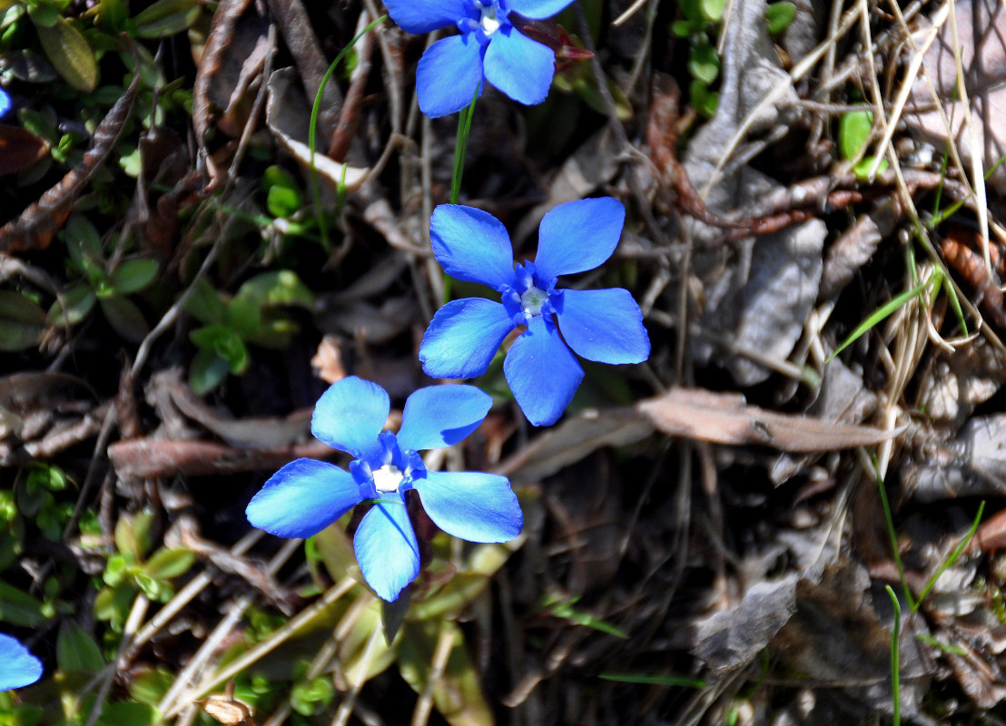 Image of Gentiana uniflora specimen.