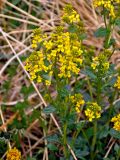 Barbarea vulgaris. Верхушка побега с соцветием. Новгородская обл., окр. г. Старая Русса, поле на окраине города. 11.05.2019.