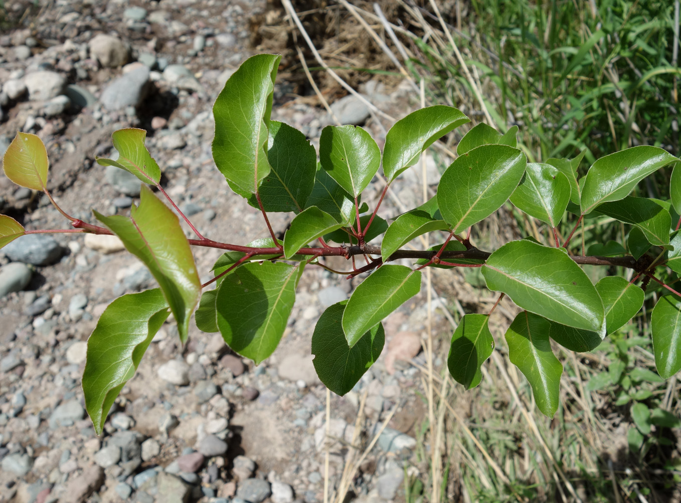 Image of Pyrus turcomanica specimen.