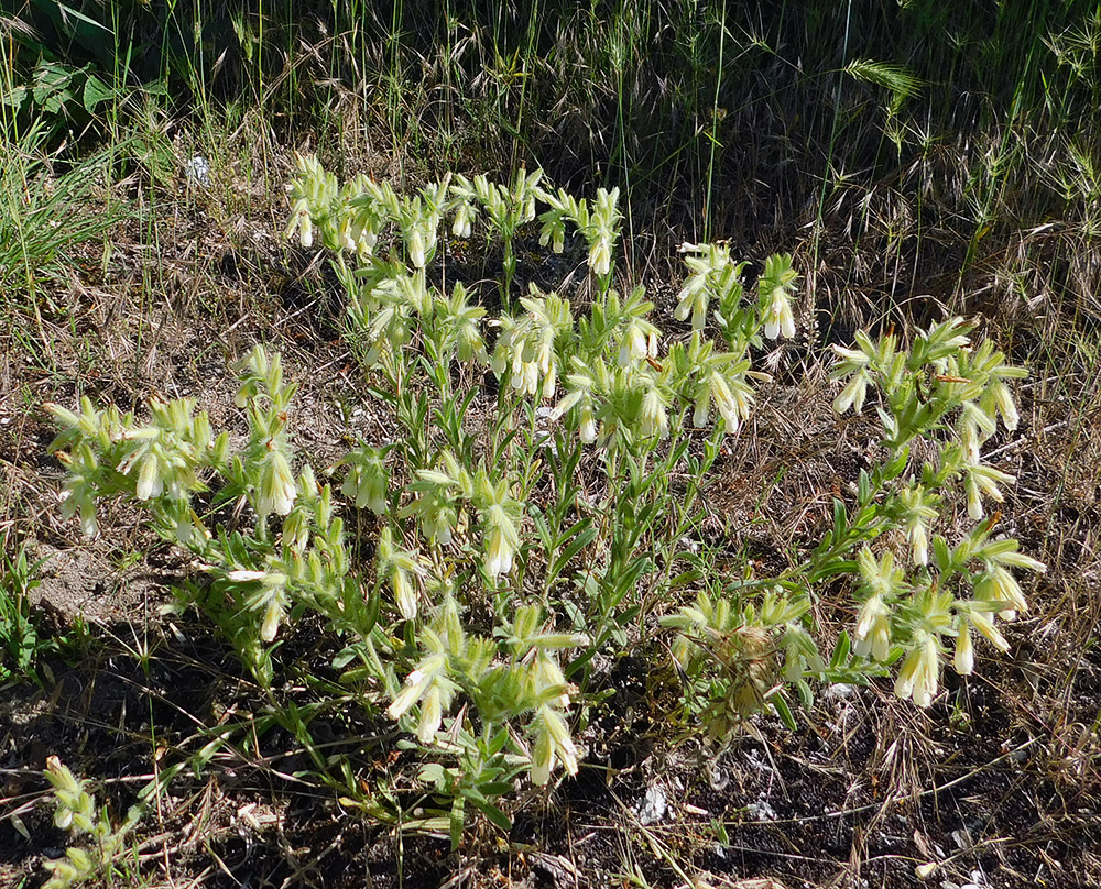 Image of Onosma montana specimen.