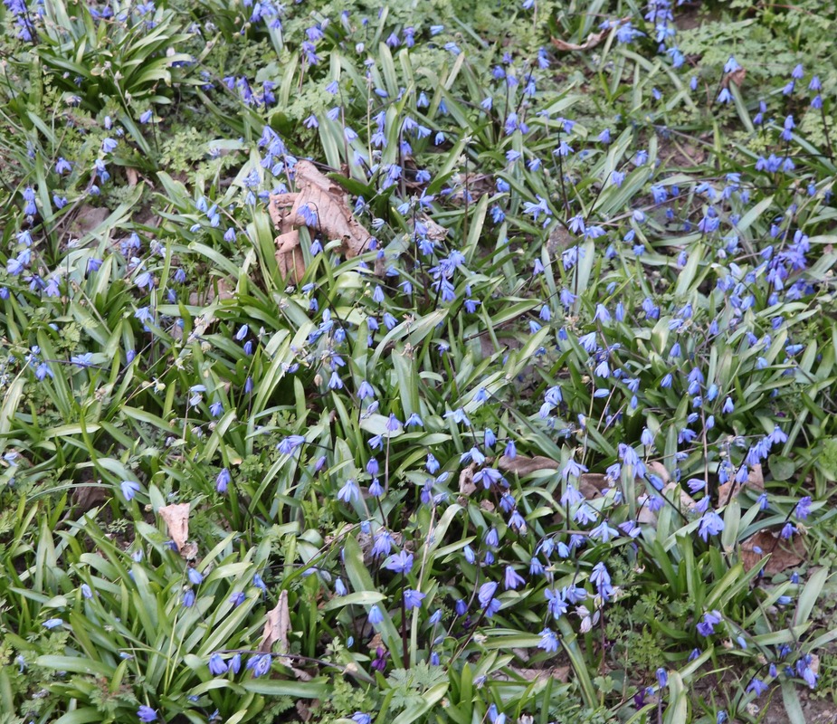 Image of Scilla caucasica specimen.