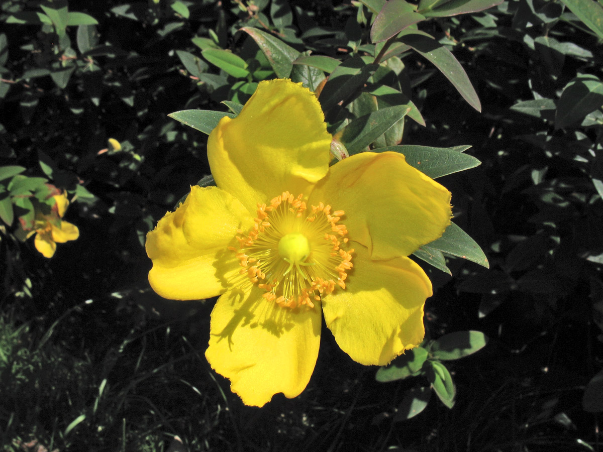 Image of Hypericum &times; moserianum specimen.