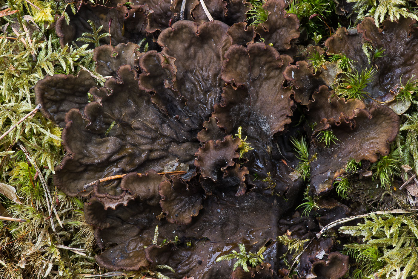 Image of genus Peltigera specimen.