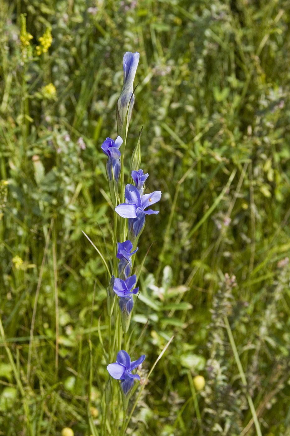 Image of Gentianopsis barbata specimen.